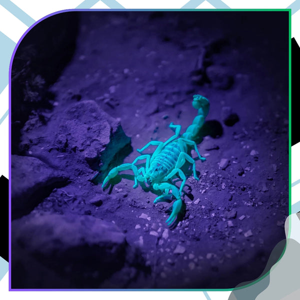 UV LED žibintuvėlis juodas aliuminis, 2 vnt. Z10