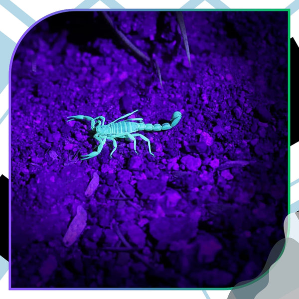 UV LED žibintuvėlis juodas aliuminis 51 LED Z7